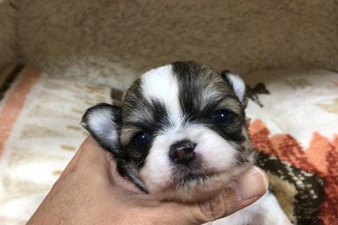 成約済の香川県のチワワ(ロングコート)-61833の1枚目