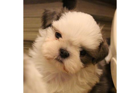 成約済の愛知県のシーズー-59823の47枚目
