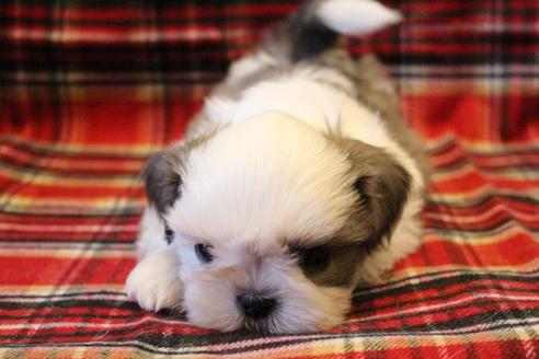 成約済の愛知県のシーズー-59823の46枚目