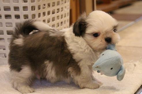 成約済の愛知県のシーズー-59823の45枚目