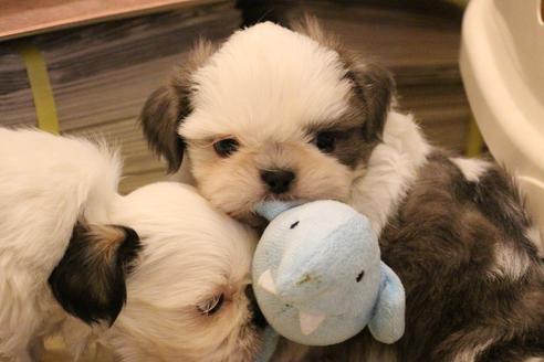 成約済の愛知県のシーズー-59823の44枚目