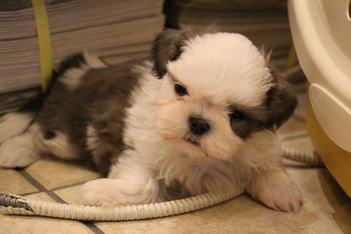 成約済の愛知県のシーズー-59823の43枚目