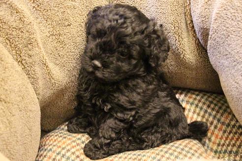 成約済の愛知県のトイプードル-60556の5枚目