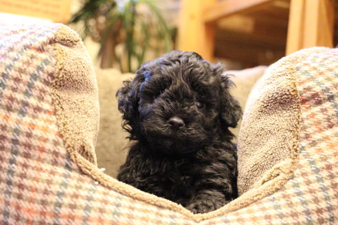 成約済の愛知県のトイプードル-60556の4枚目