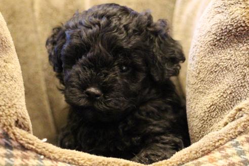 成約済の愛知県のトイプードル-60556の1枚目