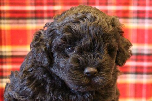 成約済の愛知県のトイプードル-60556の3枚目