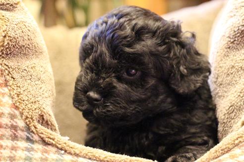 成約済の愛知県のトイプードル-60556の2枚目