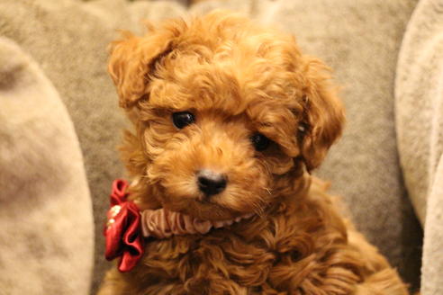 成約済の愛知県のトイプードル-59831の1枚目