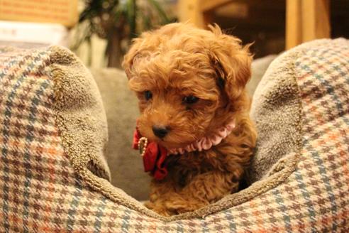 成約済の愛知県のトイプードル-59831の5枚目