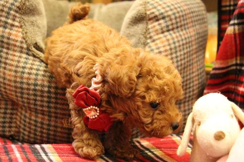 成約済の愛知県のトイプードル-59831の4枚目