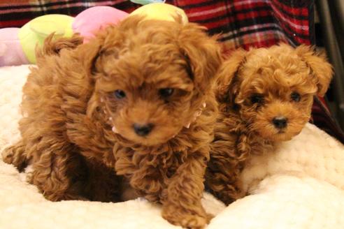 成約済の愛知県のトイプードル-59831の3枚目