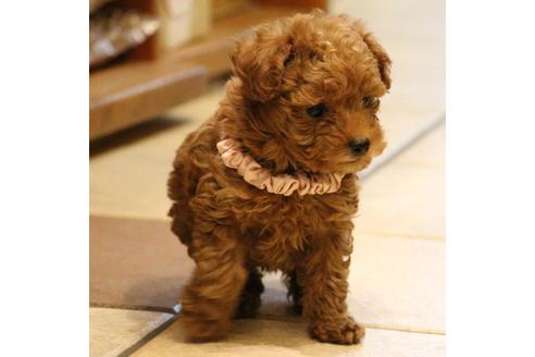 成約済の愛知県のトイプードル-59831の2枚目