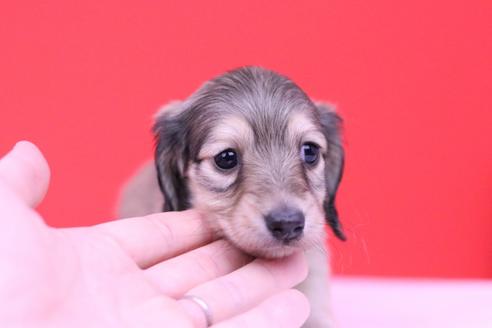 成約済の愛知県のカニンヘンダックスフンド(ロングヘアード)-62425の4枚目