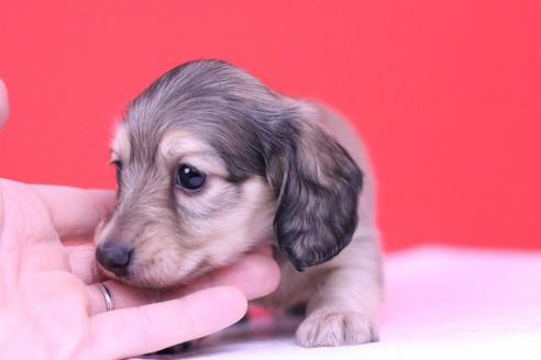 成約済の愛知県のカニンヘンダックスフンド(ロングヘアード)-62425の1枚目