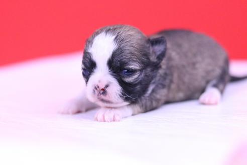 成約済の愛知県のチワワ(ロングコート)-62436の9枚目