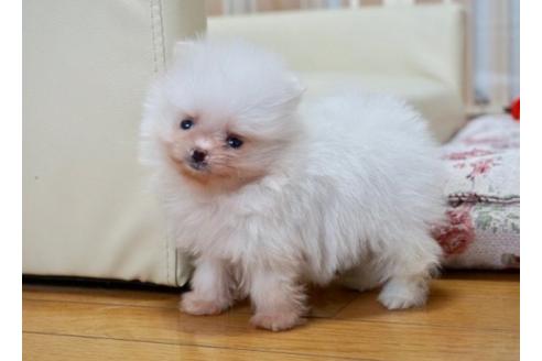 成約済の香川県のポメラニアン-62481の3枚目