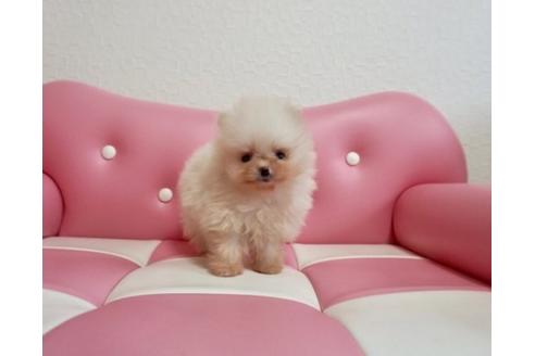 成約済の香川県のポメラニアン-62481の2枚目