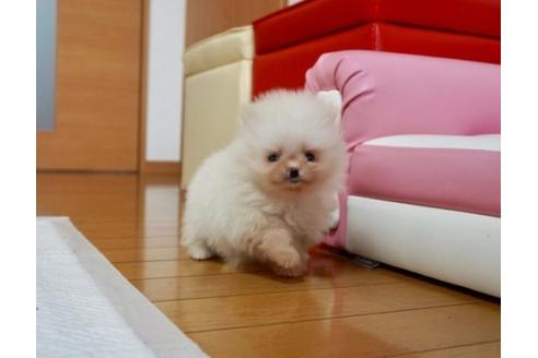 成約済の香川県のポメラニアン-62481の1枚目