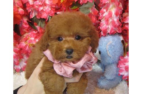 成約済の茨城県のトイプードル-62492の1枚目