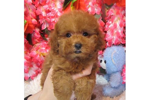 成約済の茨城県のトイプードル-62492の3枚目