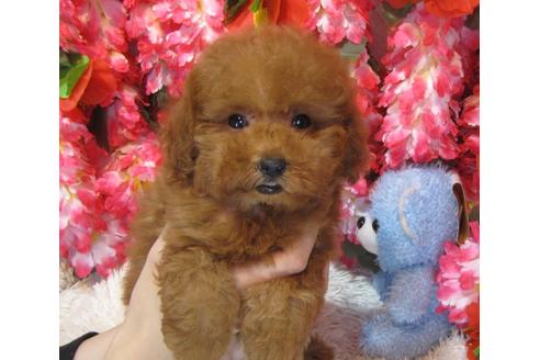 成約済の茨城県のトイプードル-62492の2枚目
