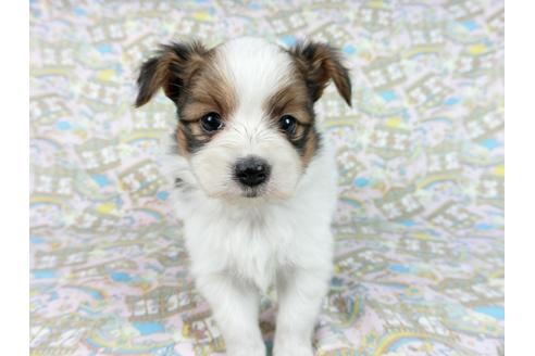 成約済の千葉県のパピヨン-62496の8枚目