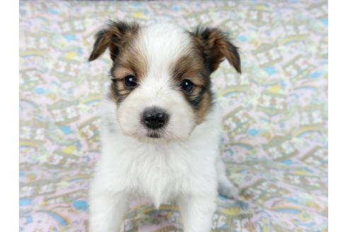 成約済の千葉県のパピヨン-62496の7枚目