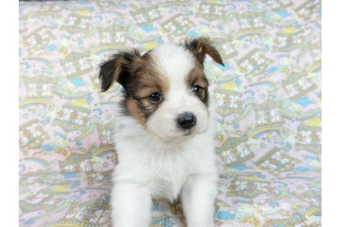 成約済の千葉県のパピヨン-62496の6枚目