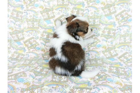 成約済の千葉県のパピヨン-62496の5枚目