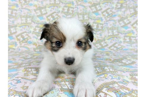 成約済の千葉県のパピヨン-62498の10枚目