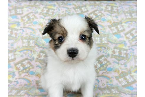 成約済の千葉県のパピヨン-62498の9枚目