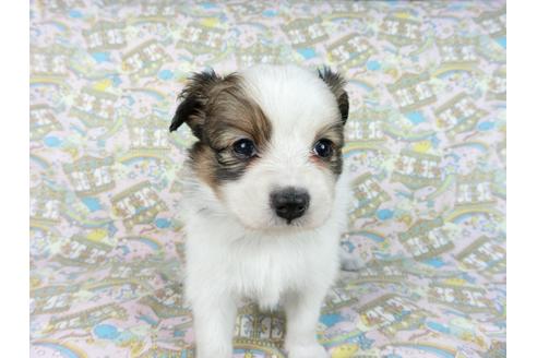 成約済の千葉県のパピヨン-62498の8枚目