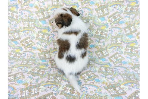 成約済の千葉県のパピヨン-62498の7枚目