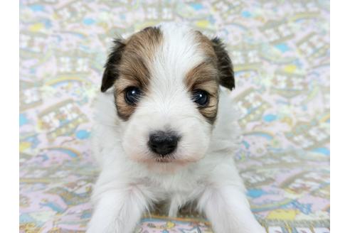 成約済の千葉県のパピヨン-62499の12枚目