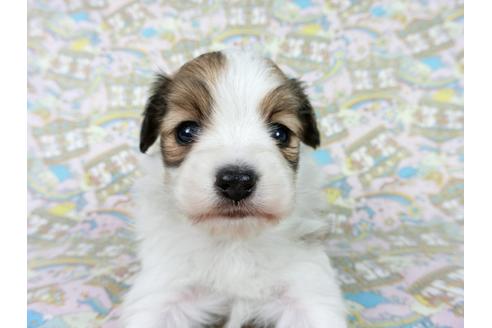 成約済の千葉県のパピヨン-62499の11枚目