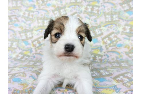 成約済の千葉県のパピヨン-62499の10枚目