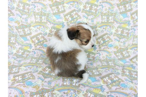 成約済の千葉県のパピヨン-62499の9枚目