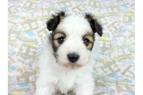 成約済の千葉県のパピヨン-62500の12枚目