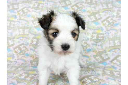 成約済の千葉県のパピヨン-62500の11枚目