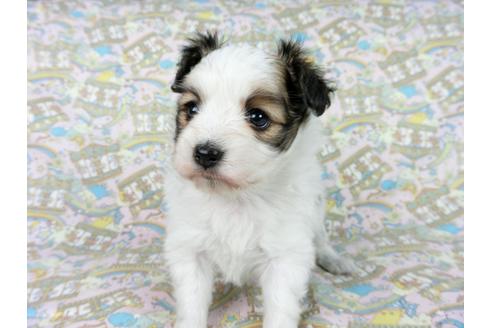 成約済の千葉県のパピヨン-62500の10枚目