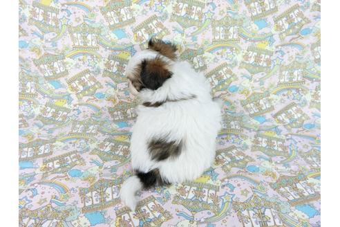 成約済の千葉県のパピヨン-62500の9枚目