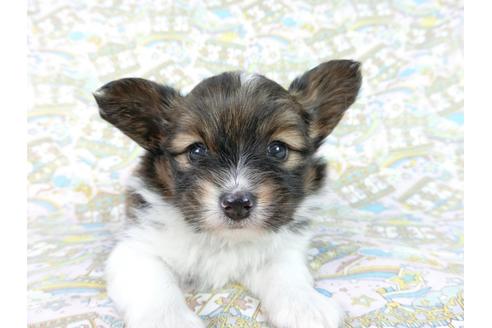 成約済の千葉県のパピヨン-62502の4枚目