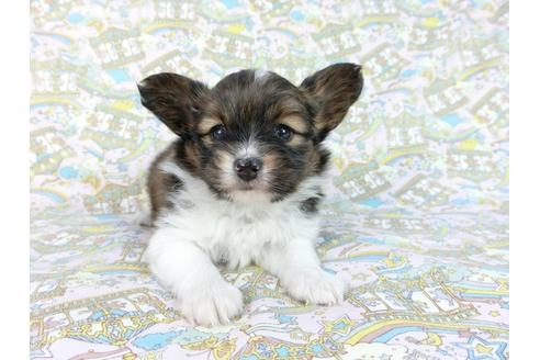 成約済の千葉県のパピヨン-62502の3枚目