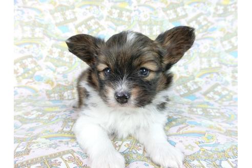 成約済の千葉県のパピヨン-62502の2枚目