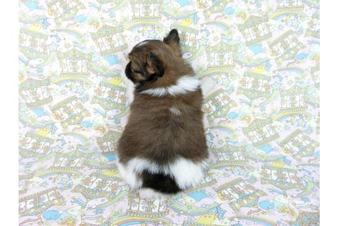 成約済の千葉県のパピヨン-62502の1枚目