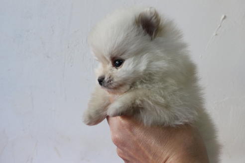 成約済の京都府のポメラニアン-62507の3枚目