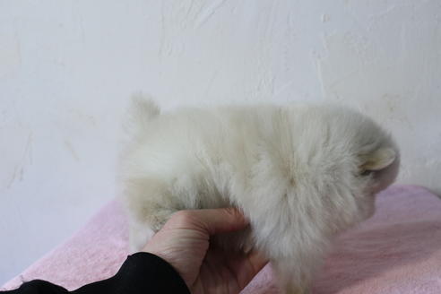 成約済の京都府のポメラニアン-62507の2枚目