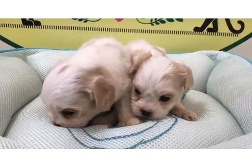 成約済の栃木県のミックス犬-62524の2枚目