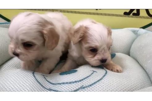 成約済の栃木県のミックス犬-62524の1枚目