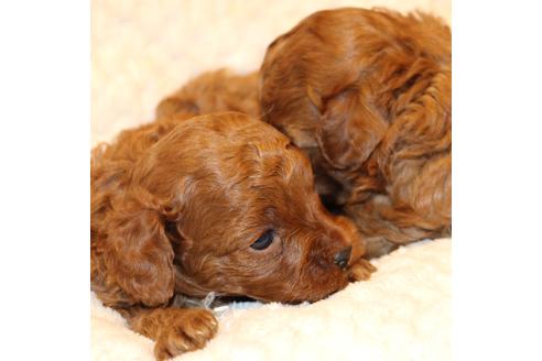 成約済の愛知県のトイプードル-61648の31枚目